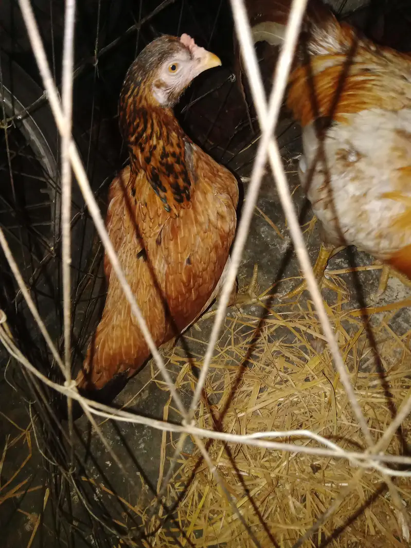 Pure aseel pure for sale low priz — photo 2