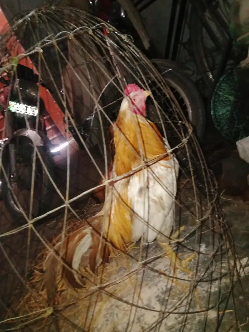 Pure aseel pure for sale low priz — photo 4