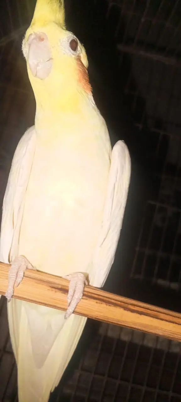 Coctiel parrot and free fire I'd for sale — photo 5