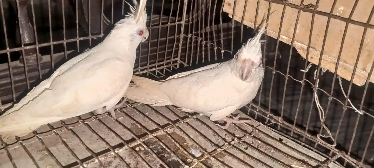 Coctiel parrot and free fire I'd for sale — photo 8