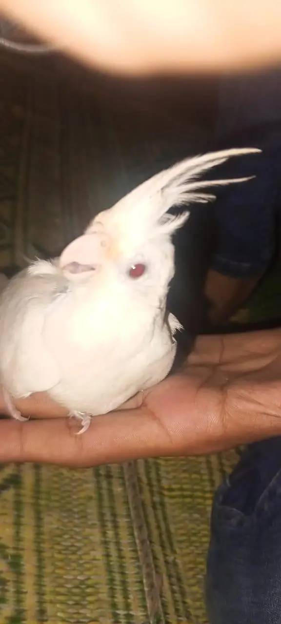 Coctiel parrot and free fire I'd for sale — photo 9