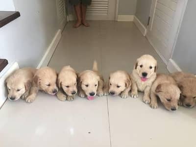 golden retriever puppies available