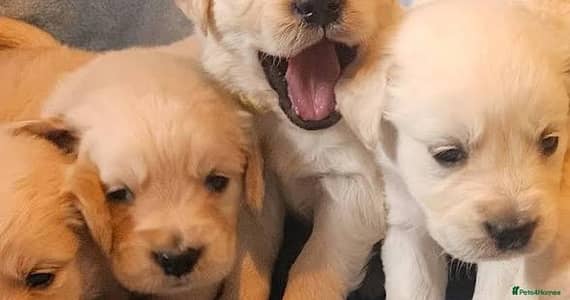 golden retriever puppies available