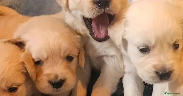golden retriever puppies available — photo 2