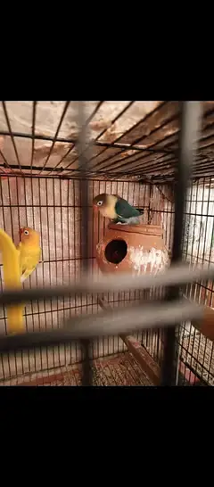 love birds — photo 12