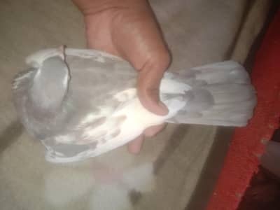 Top Quilty breeder pair