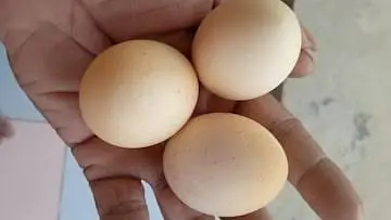 Fresh Aseel Egg Avaliable  — photo 3