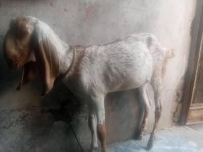 مکھی چینی بکری