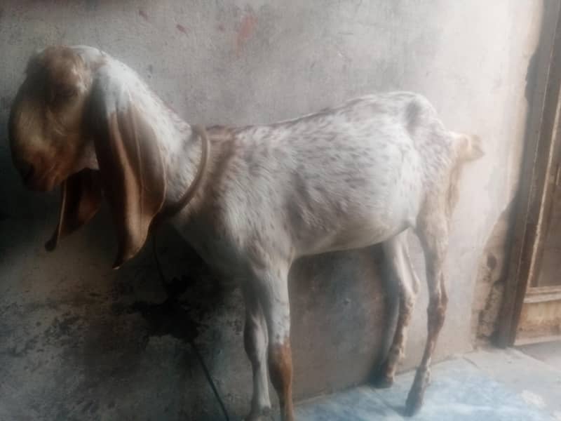 مکھی چینی بکری 0