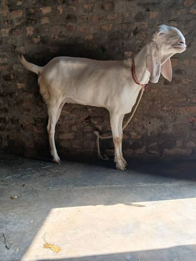 Gulabi beetl confm Pregnant goat for sel