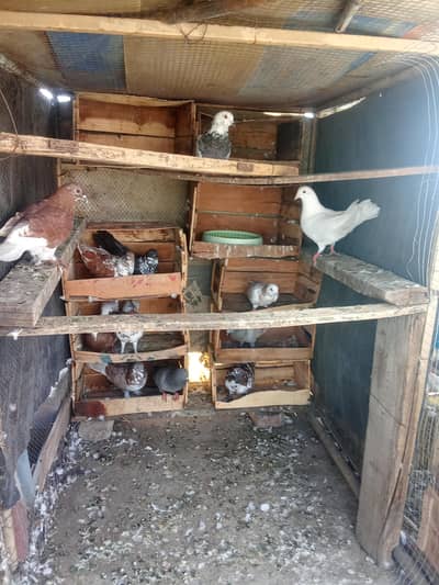 Fancy pigeon for sale