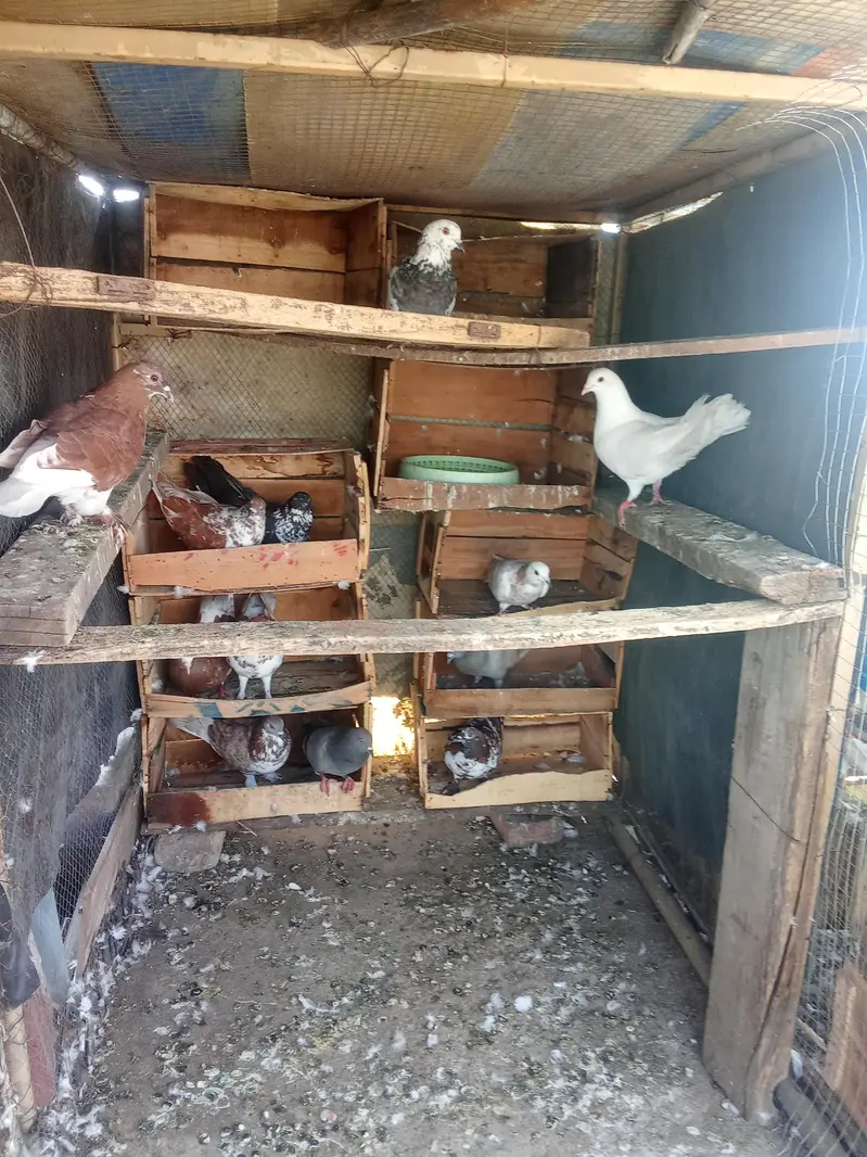 Fancy pigeon for sale