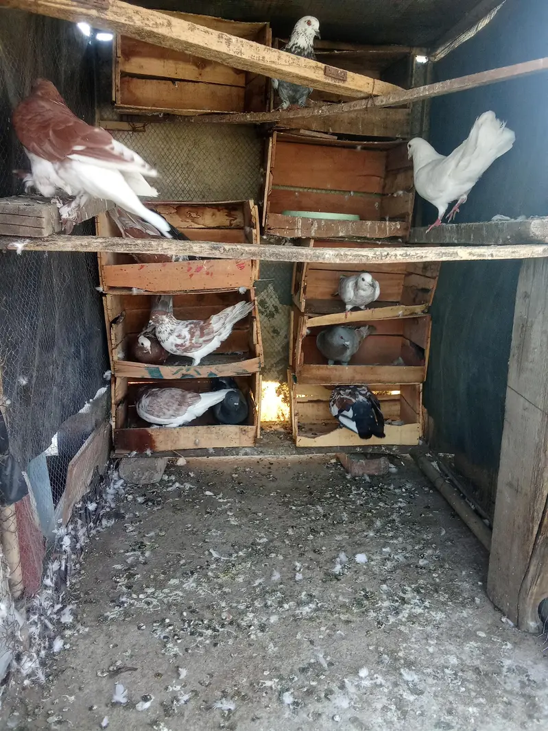 Fancy pigeon for sale — photo 2