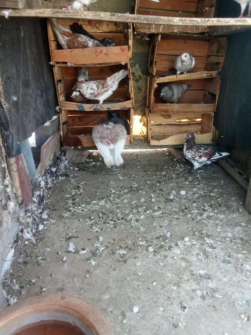 Fancy pigeon for sale — photo 3