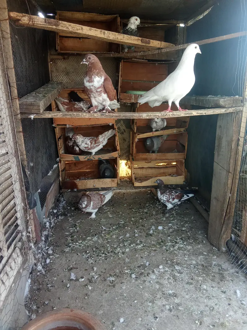 Fancy pigeon for sale — photo 4
