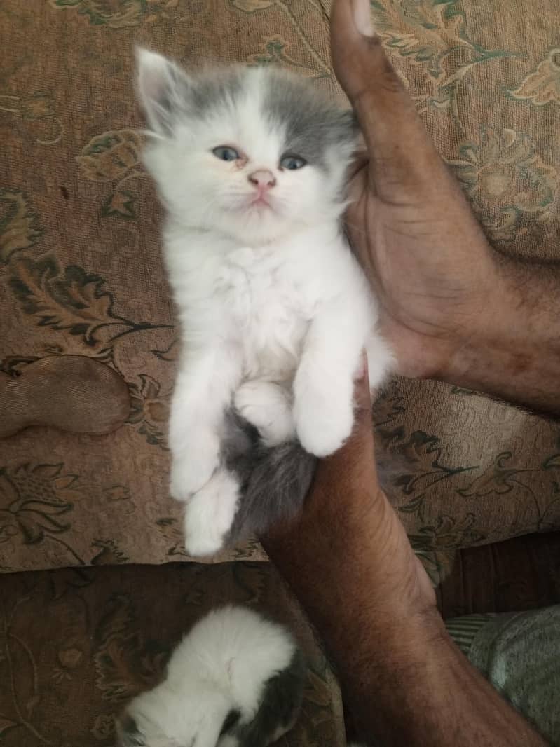 persian 0
