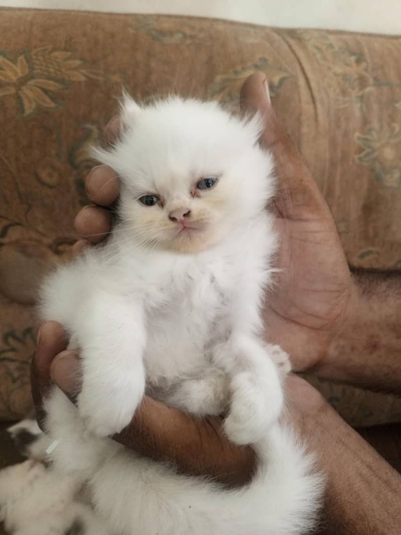 persian 1