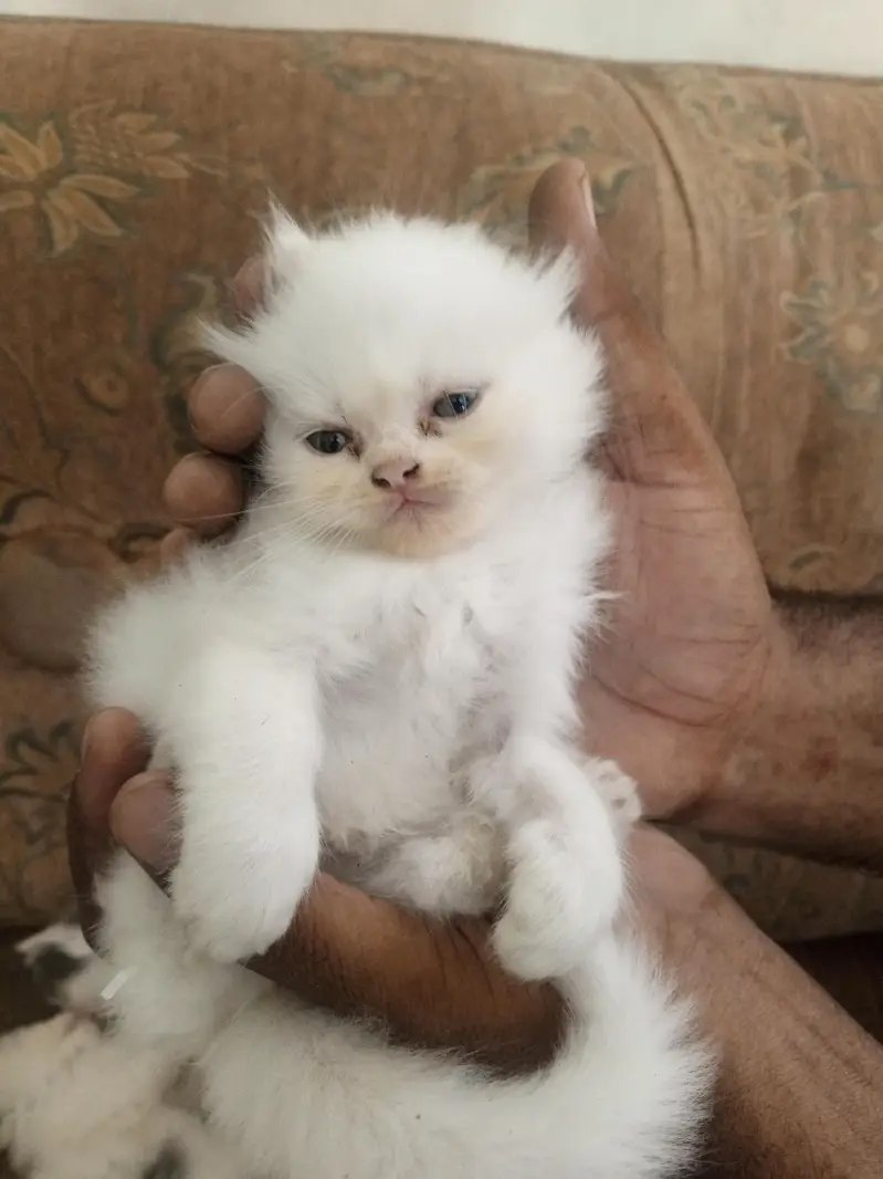 persian — photo 2