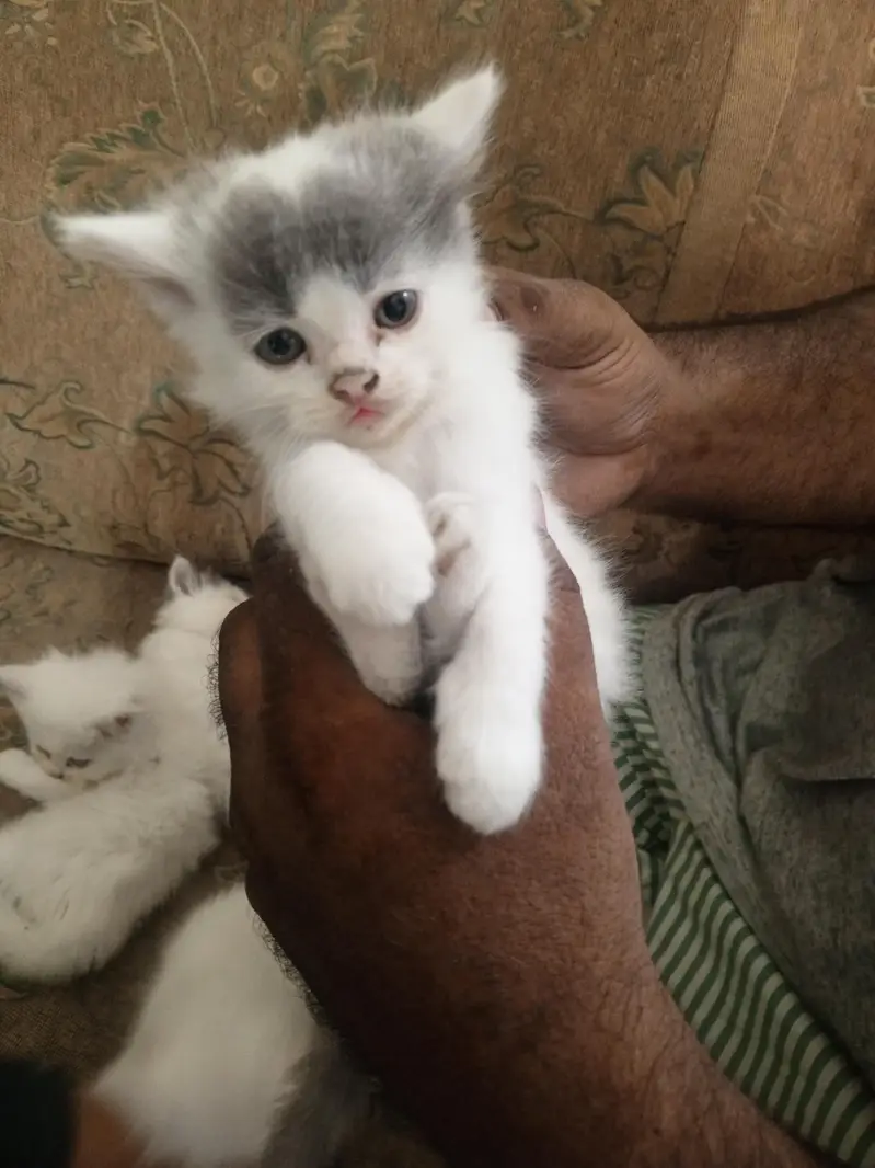 persian — photo 3
