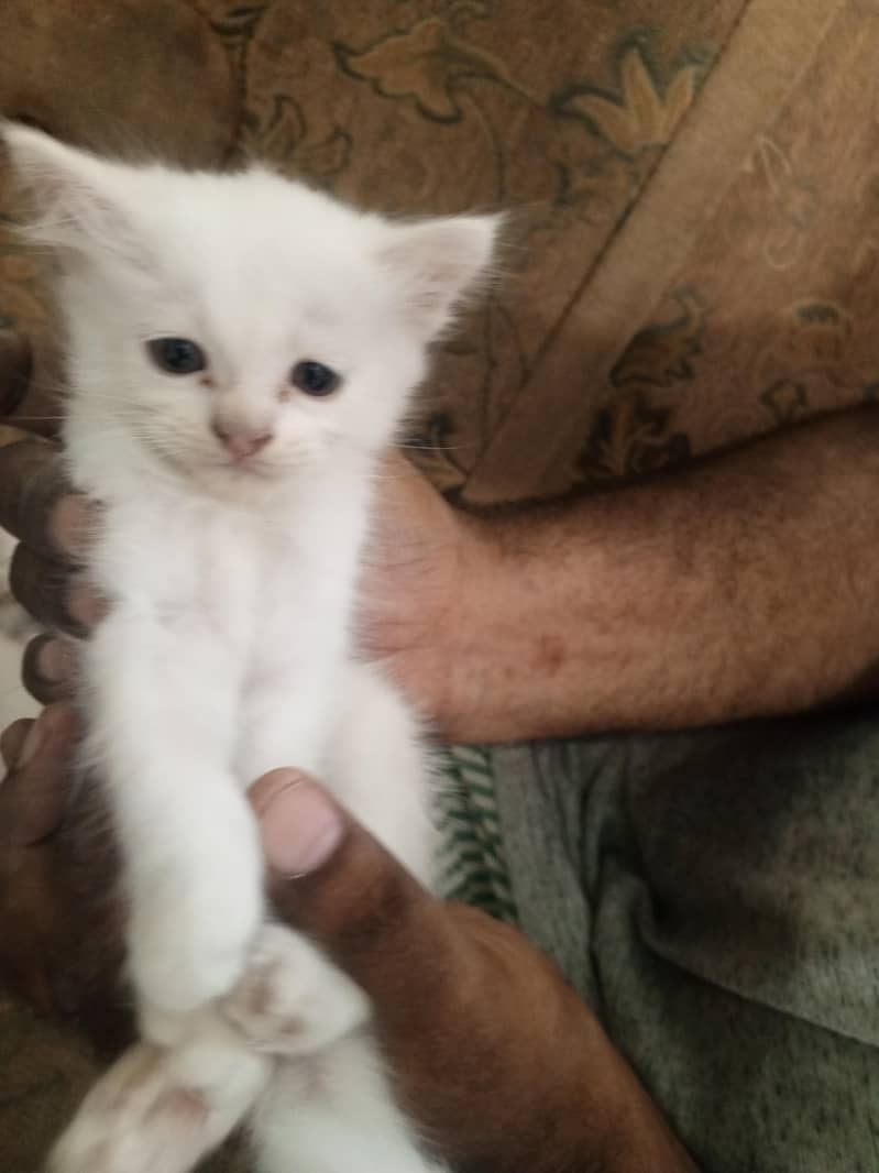persian 3