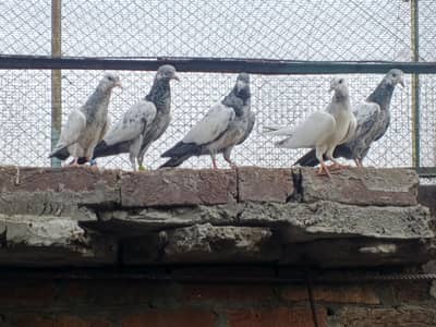 pigeons