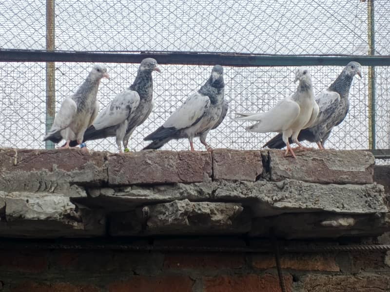 pigeons 0