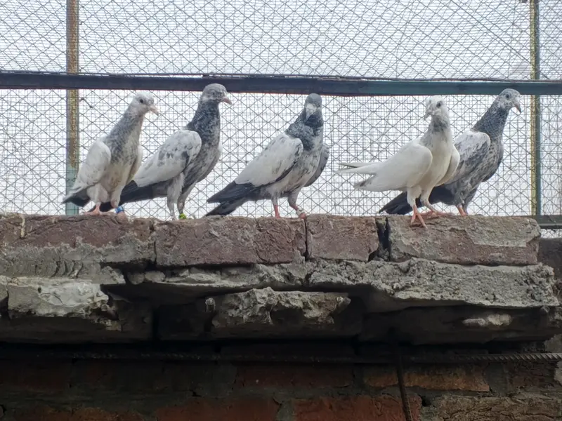 pigeons