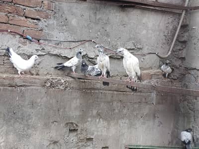 pigeons