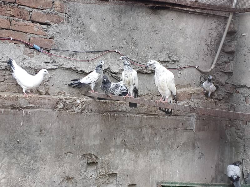 pigeons 1
