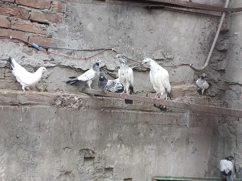 pigeons — photo 2