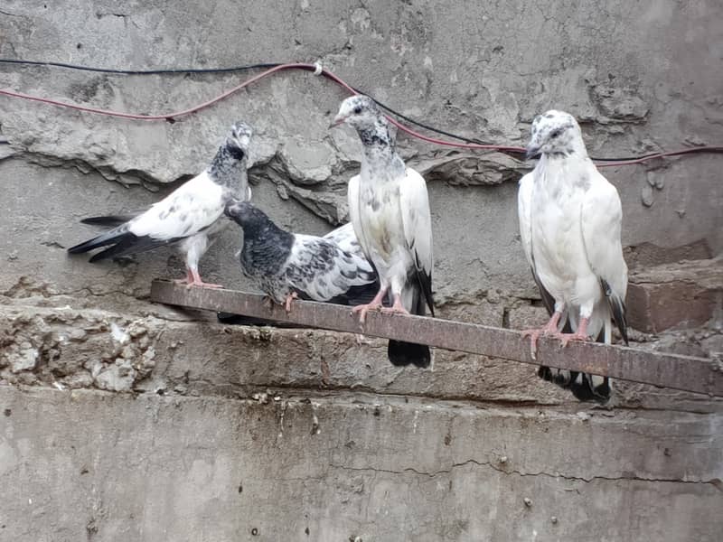 pigeons 2