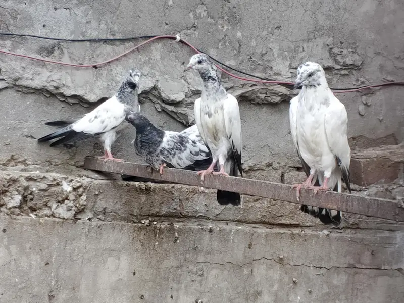 pigeons — photo 3