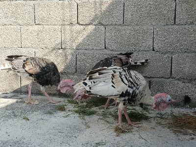 turkey Birds