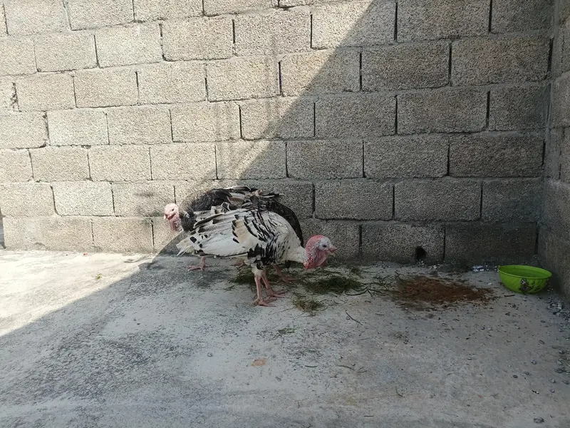 turkey Birds — photo 2