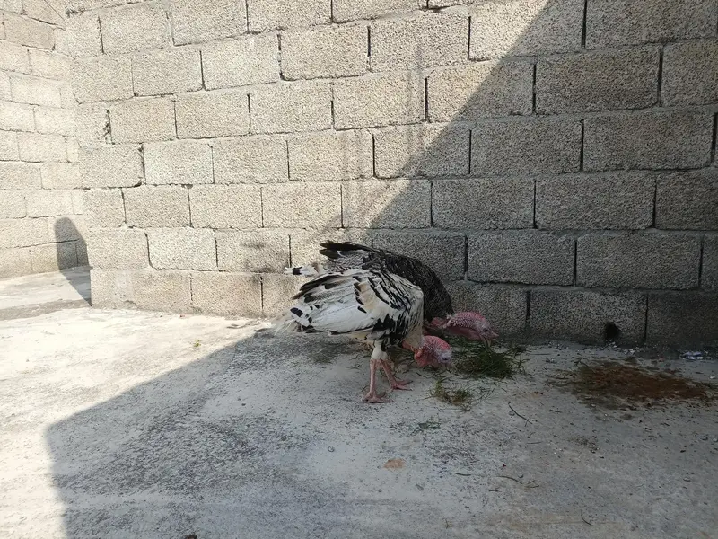 turkey Birds — photo 3