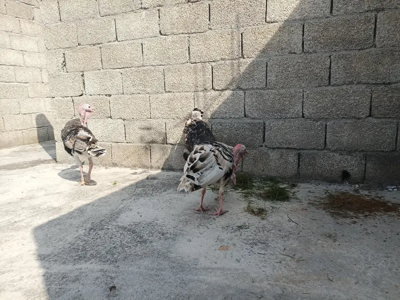 turkey Birds — photo 4