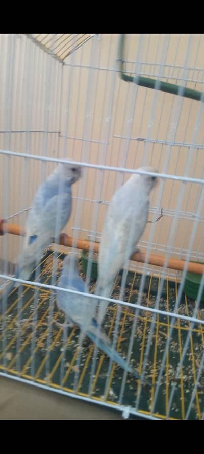 Rainbow Budgie Australian Bajri