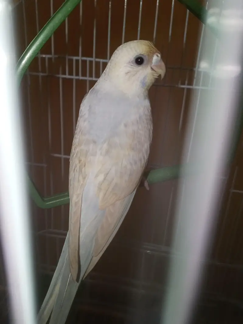 Rainbow Budgie Australian Bajri — photo 3