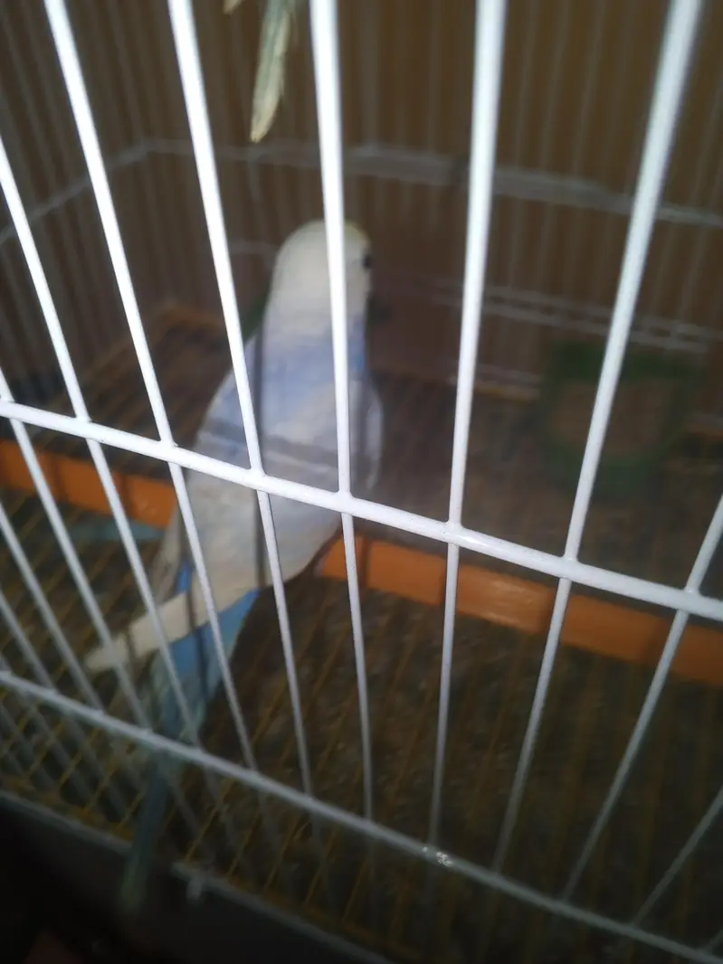 Rainbow Budgie Australian Bajri — photo 4