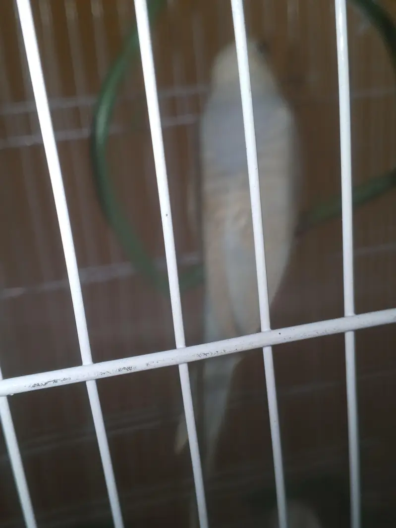 Rainbow Budgie Australian Bajri — photo 5