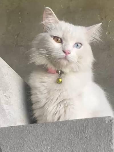 White Persian Cat for Sale – Healthy & Beautiful