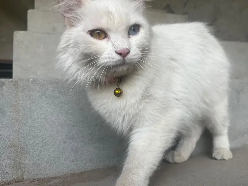 White Persian Cat for Sale – Healthy & Beautiful — photo 2