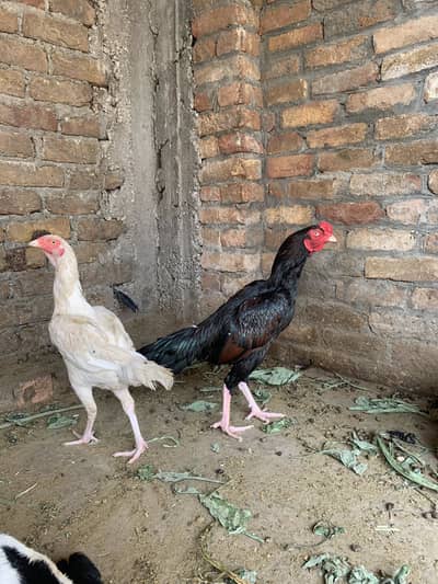Pair for sale ha high quality birds ha
