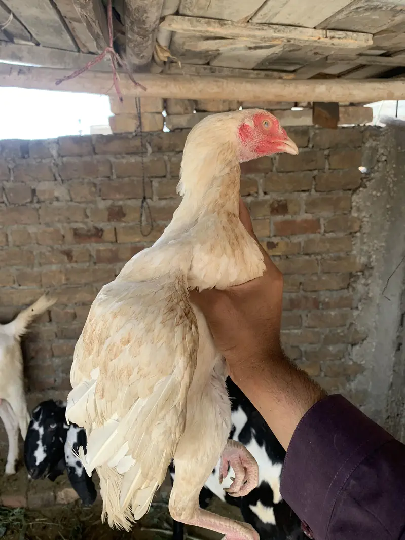 Pair for sale ha high quality birds ha — photo 2