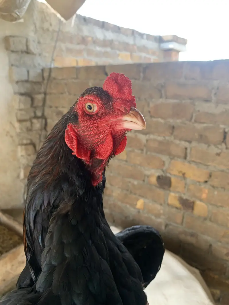 Pair for sale ha high quality birds ha — photo 3