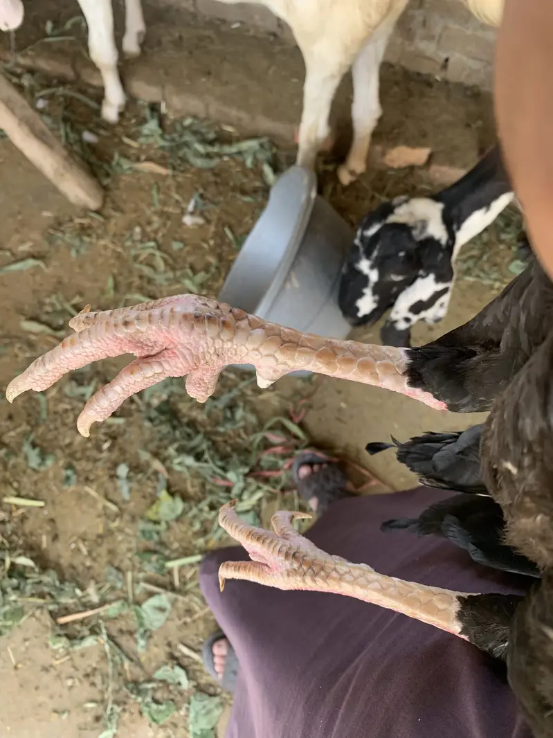 Pair for sale ha high quality birds ha — photo 4