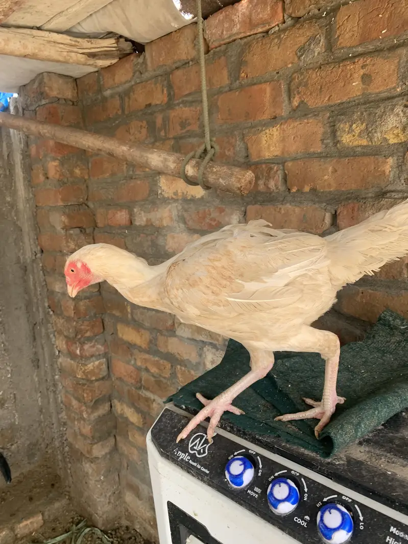 Pair for sale ha high quality birds ha — photo 5