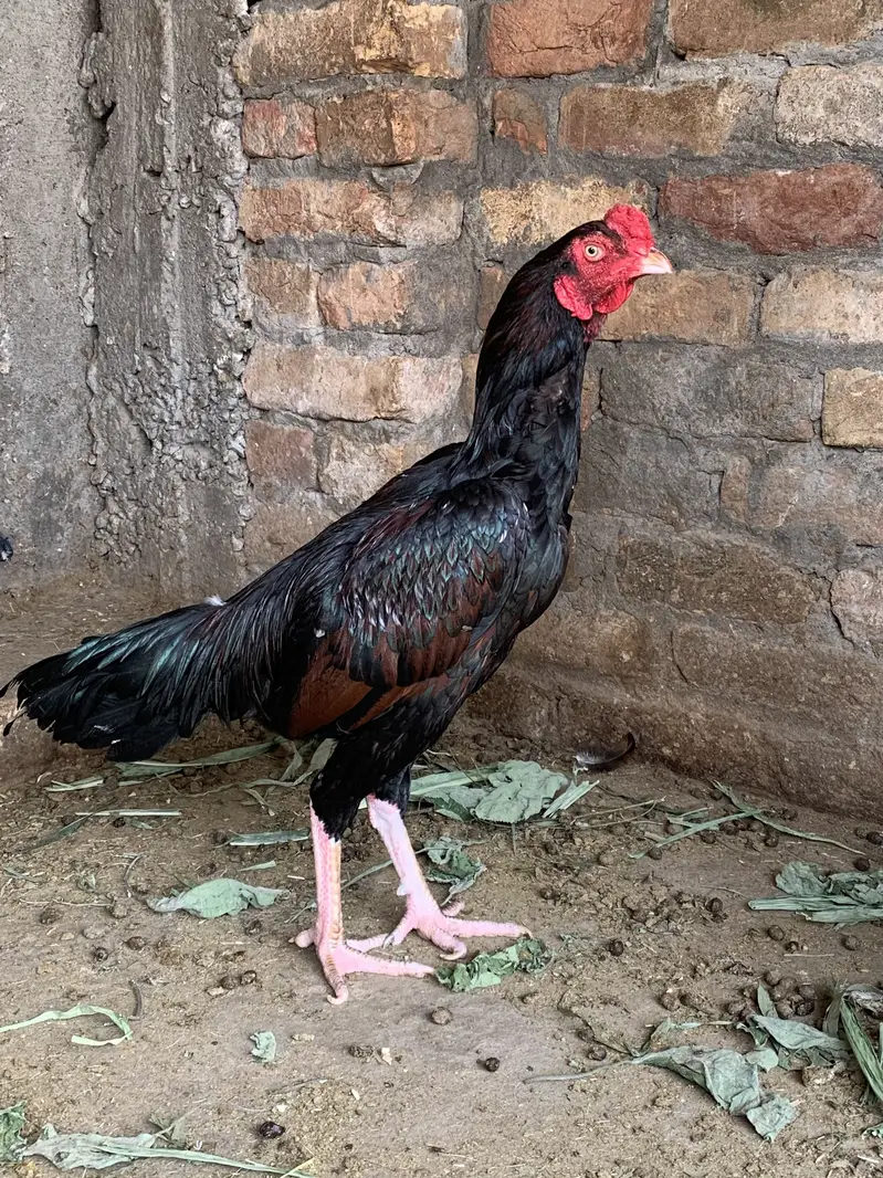 Pair for sale ha high quality birds ha — photo 6