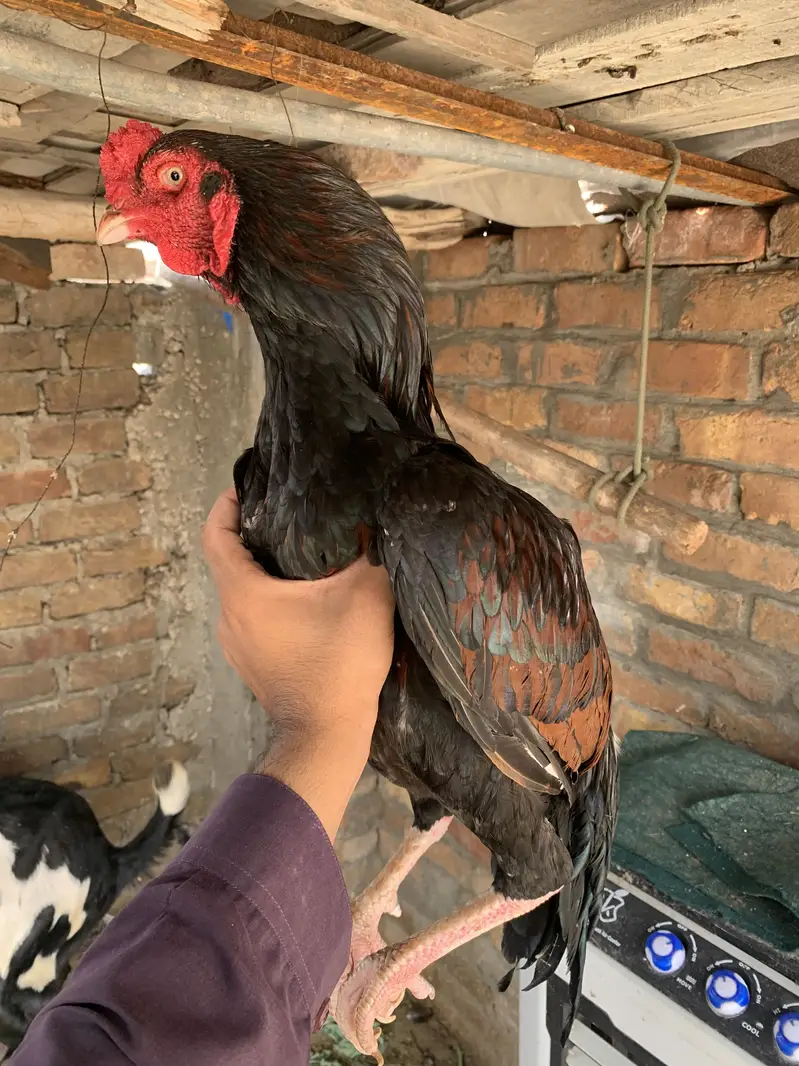 Pair for sale ha high quality birds ha — photo 7