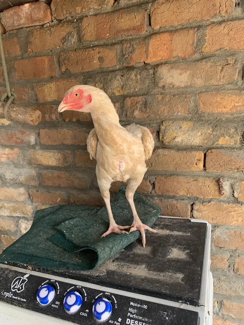 Pair for sale ha high quality birds ha — photo 9